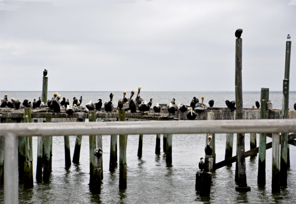 a pier full of pelicans
