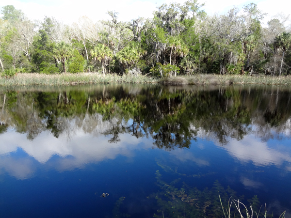 trees, clouds, and sky reflecting in the water at Manatee Springs State Park