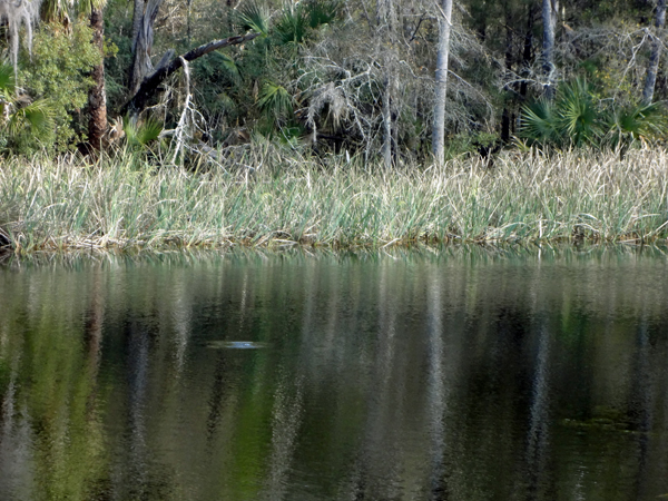 swamp grass and the Suwannee River