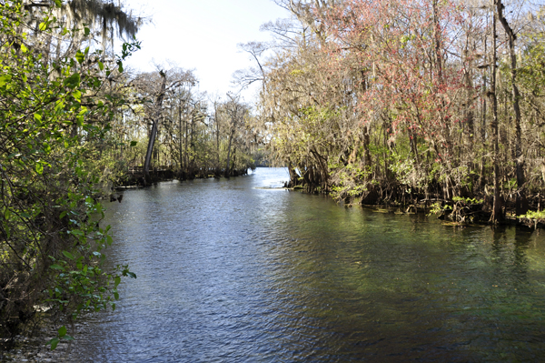 the Suwannee River inside Manatee Springs State Park
