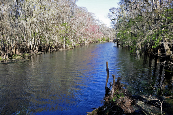 the Suwannee River inside Manatee Springs State Park