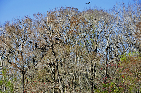 thousands of American Black Vultures