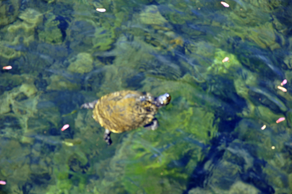 turtle swimming in Suwannee River