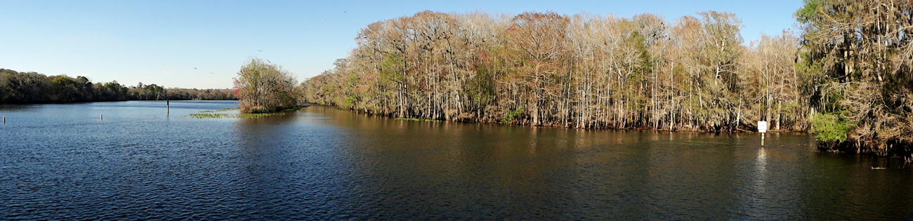 panorama of the trees and American Black Vultures