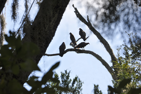 four turkey vultures high in the treetops