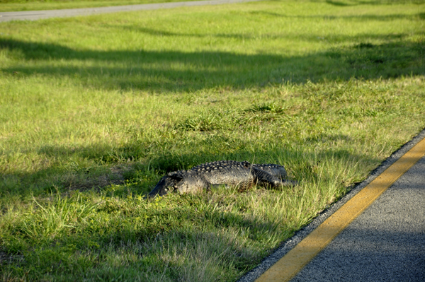 dead alligator in the median