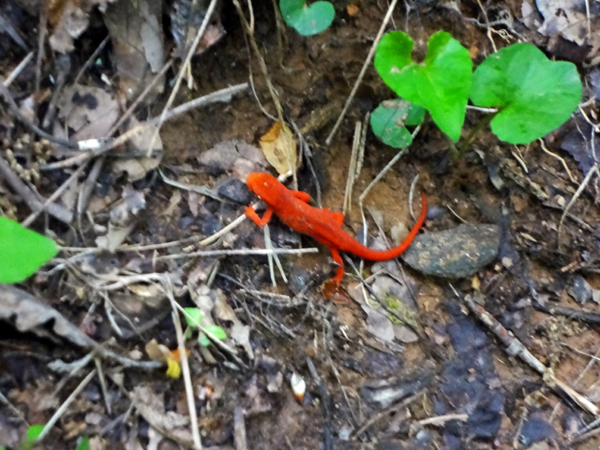 a bright orange lizard on the trail to Raven Cliff Falls