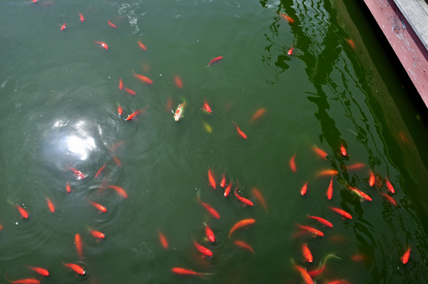 goldfish in the moat at the Pirate's Landing Restaurant 