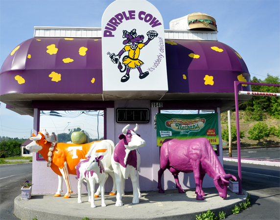 The Purple Cow food joint & three cows