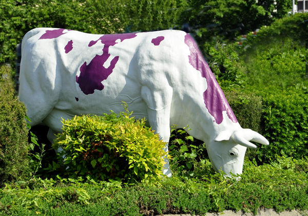 white cow with purple stripes
