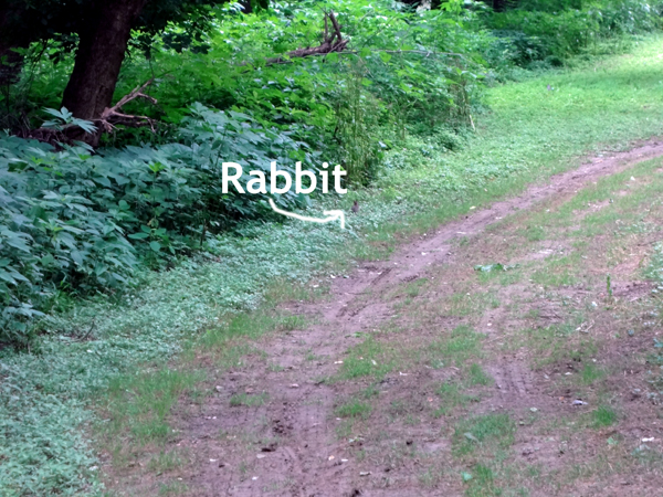 a rabbit on the trail