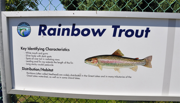 Rainbow Trout sign
