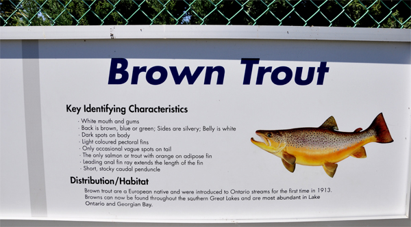 Brown trout sign