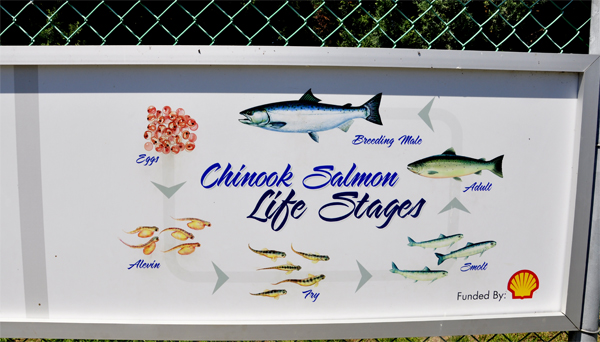 Chinook Salmon sign