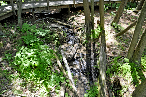 a small stream alongside the stairway