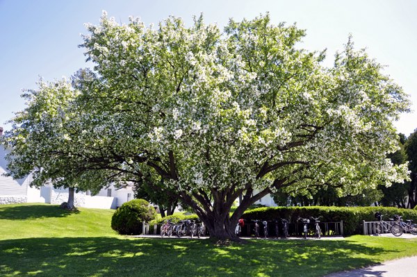 A white Lilac tree