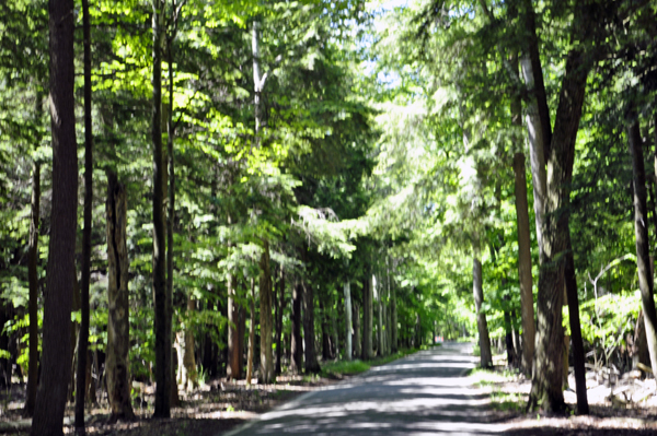 the road and trees on The Tunnel of Trees
