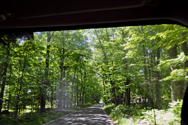 the road and trees on The Tunnel of Trees