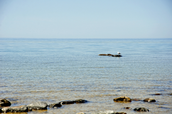 a seagul on a rock at Lake Michigan