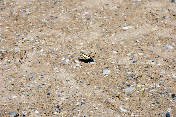 a yelllow butterfly on the beach
