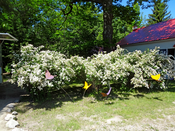 lilac trees and large artistic butterflies