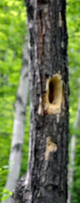 woodpecker hole in a tree