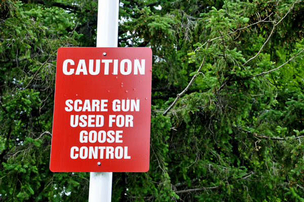 scare gun used for goose control sign