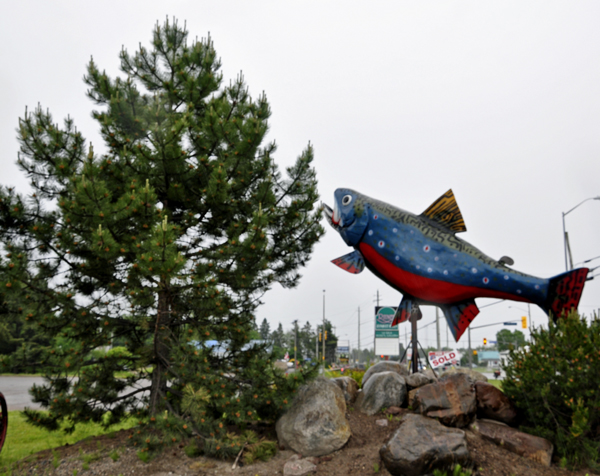 A big fish in Sault Ste. Marie Ontario