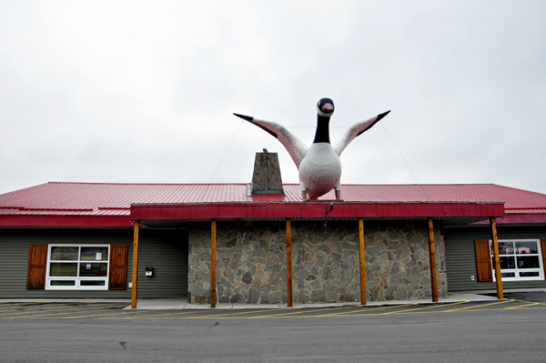 Wawa Goose on a rooftop