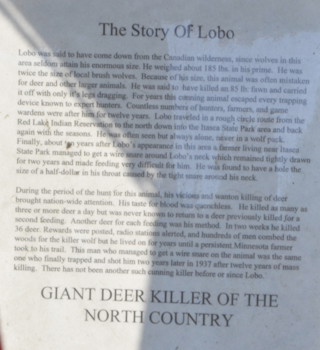 the story of Lobo