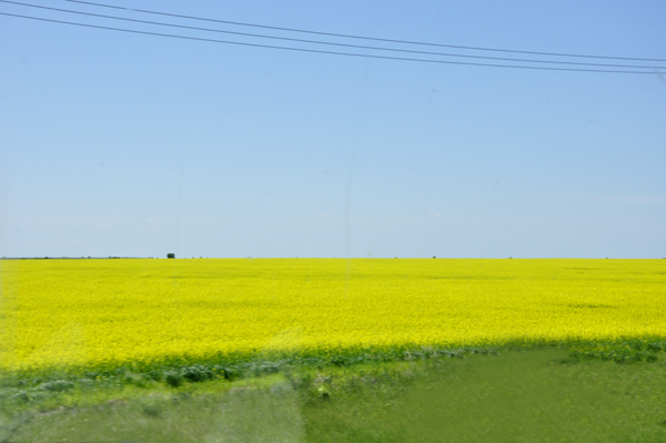 a field of Canola