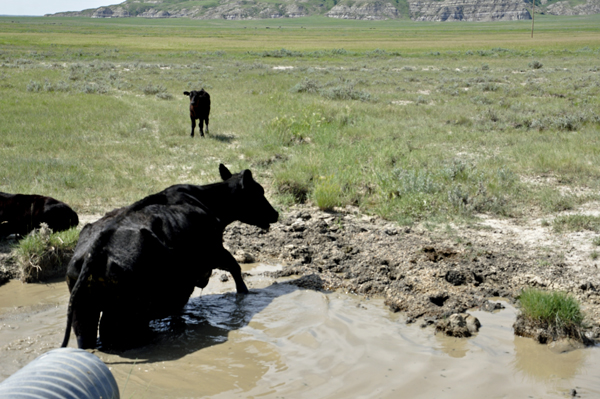 cows in a mud puddle