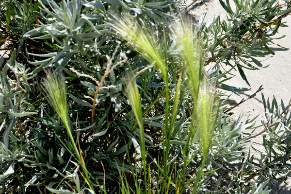 a silky, feathery plant 