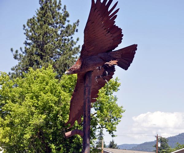 Eagle in Libby Montana