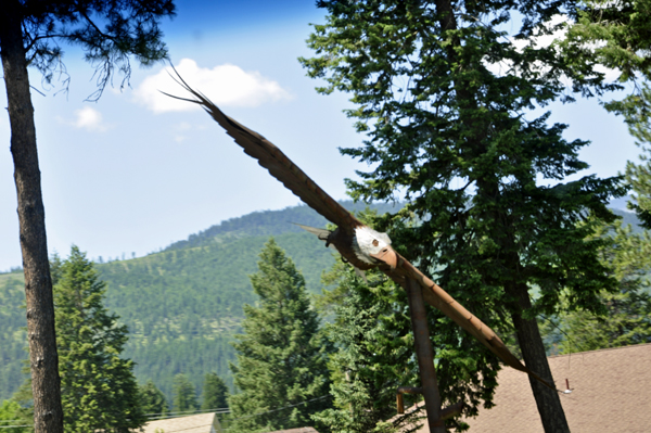 Eagle in Libby Montana
