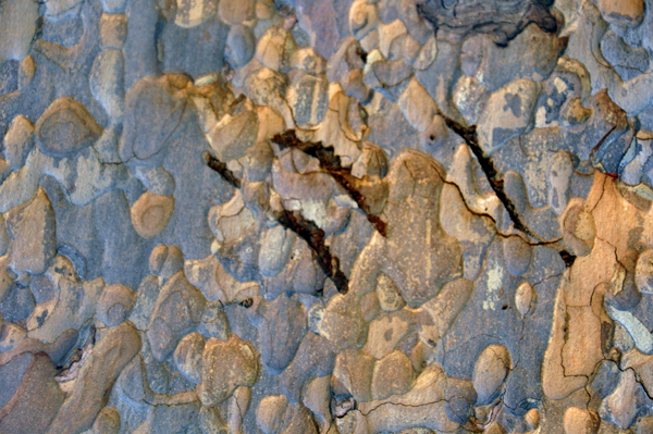 bear claw marks in a tree