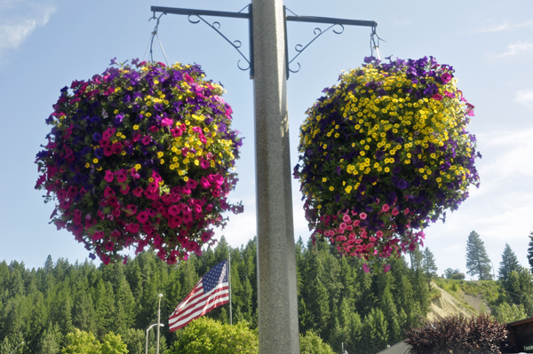 Beautiful hanging flower baskets