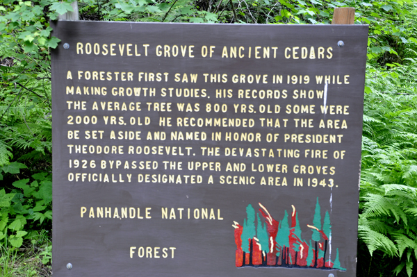 sign about Roosevelt Grove of Ancient Cedars