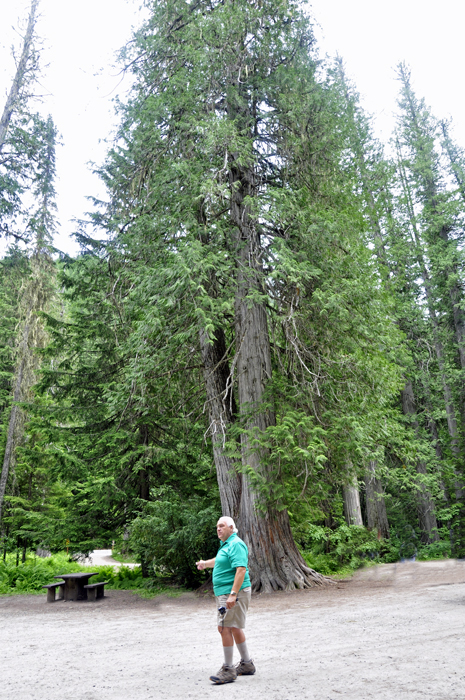 Lee Duquette and western red cedar trees