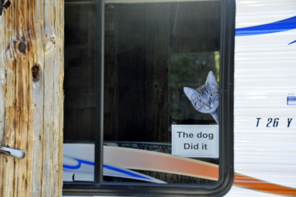 cat in an RV window saying the dog did it