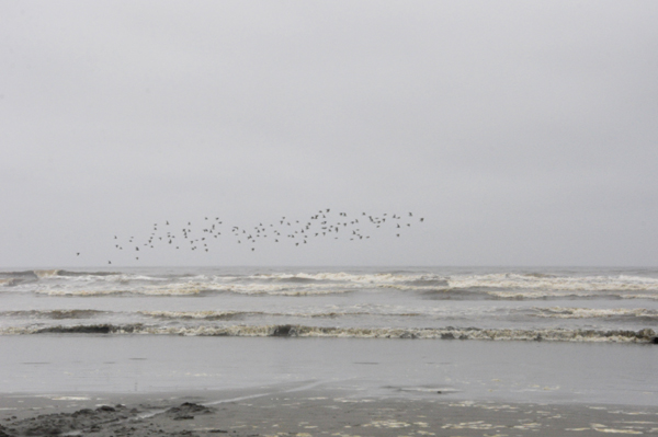 Flocks of birds flying over the ocean shore.