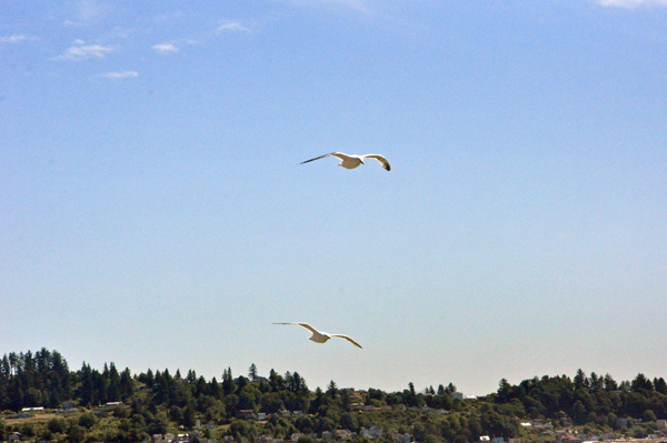 two seagulls flying close to the RV window
