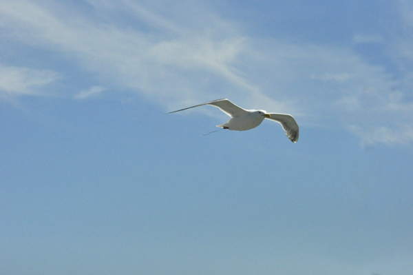 a seagull flying close to the RV window