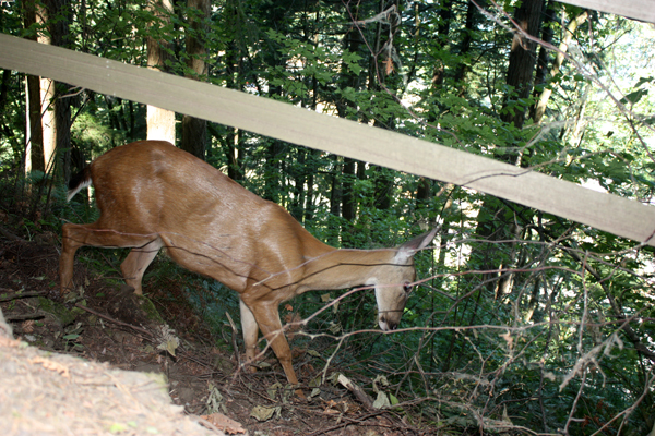 a deer on the side of the path