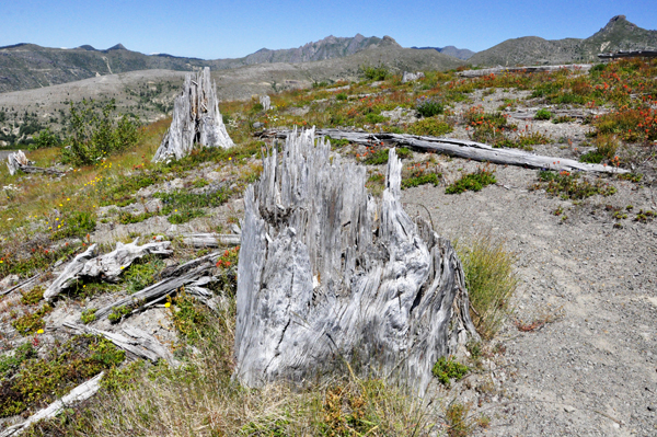 tree stumps on Johnston Ridge