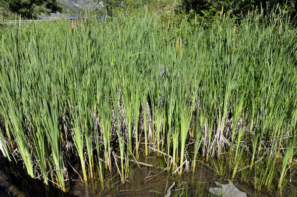 tall grasses in Coldwater Lake