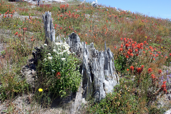 tree stumps and flowers on Johnston Ridge