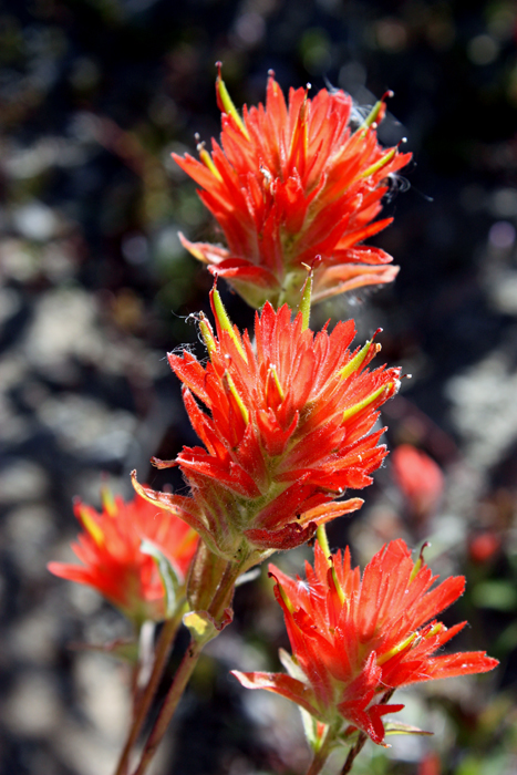 flowers are blooming once again on Mount Saint Helens