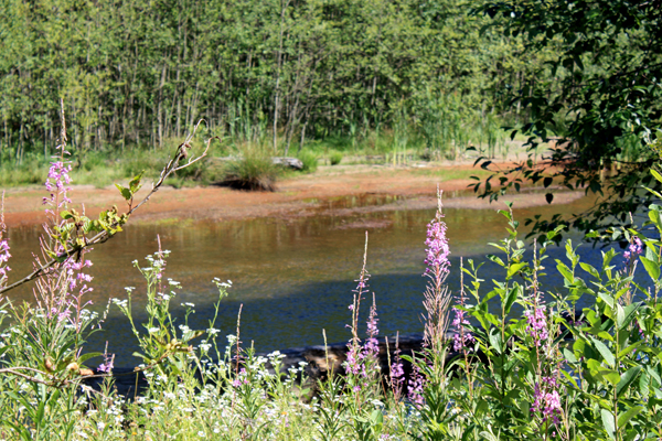fireweed at Coldwater Lake