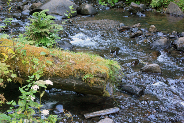 A moss covered log in the stream